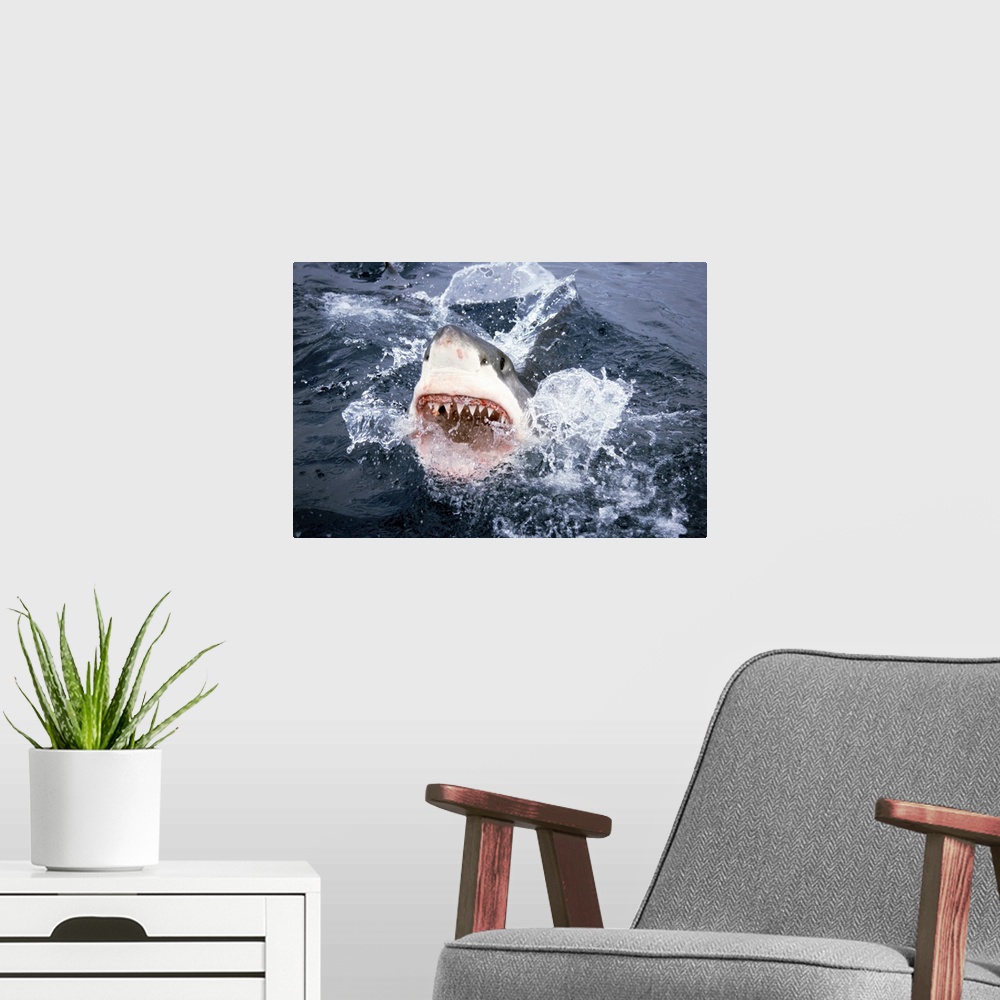 A modern room featuring Great White Shark (Carcharodon carcharias), Neptune Islands, Australia