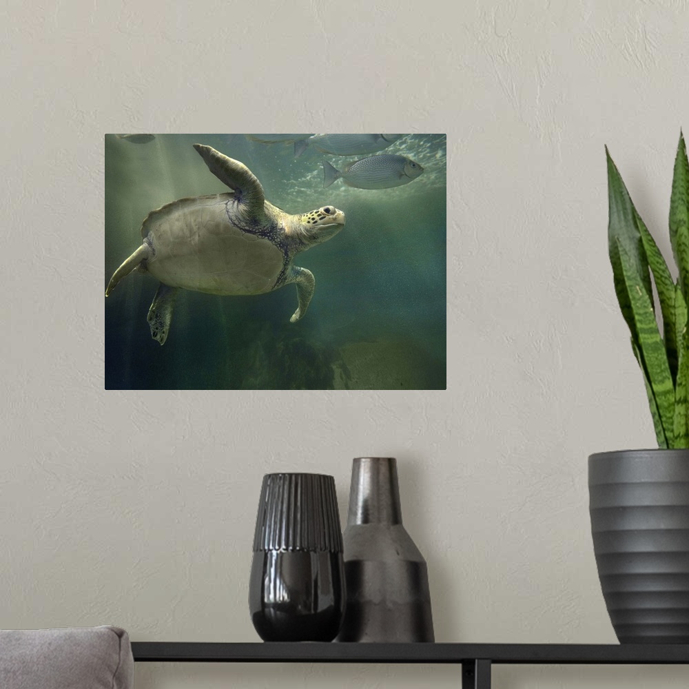 A modern room featuring Green Sea Turtle (Chelonia mydas) and fish, Sabah, Malaysia