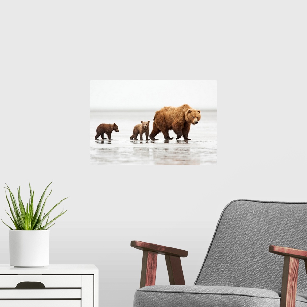 A modern room featuring Grizzly Bear (Ursus arctos horribilis) mother and cubs, Lake Clark National Park, Alaska.