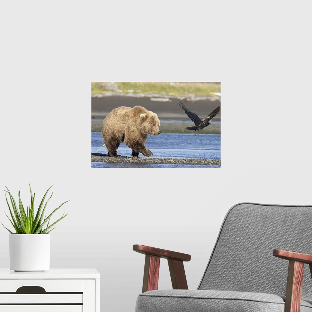A modern room featuring Grizzly Bear (Ursus arctos horribilis) walking along water Katmai National Park, Alaska