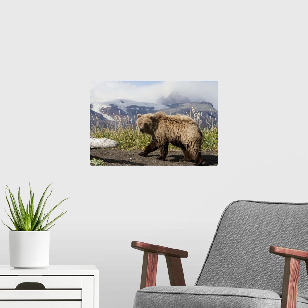 A modern room featuring Grizzly Bear (Ursus arctos horribilis) yearling, Katmai National Park, Alaska