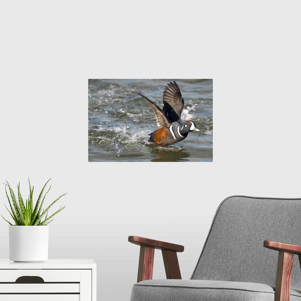 A modern room featuring harlequin duck (Histrionicus histrionicus), Swimming, Barnegat Light, NJ