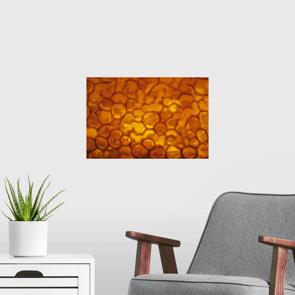 A modern room featuring Honey Bee (Apis mellifera) honeycomb cells filled with honey and covered by wax, Bee Station at t...