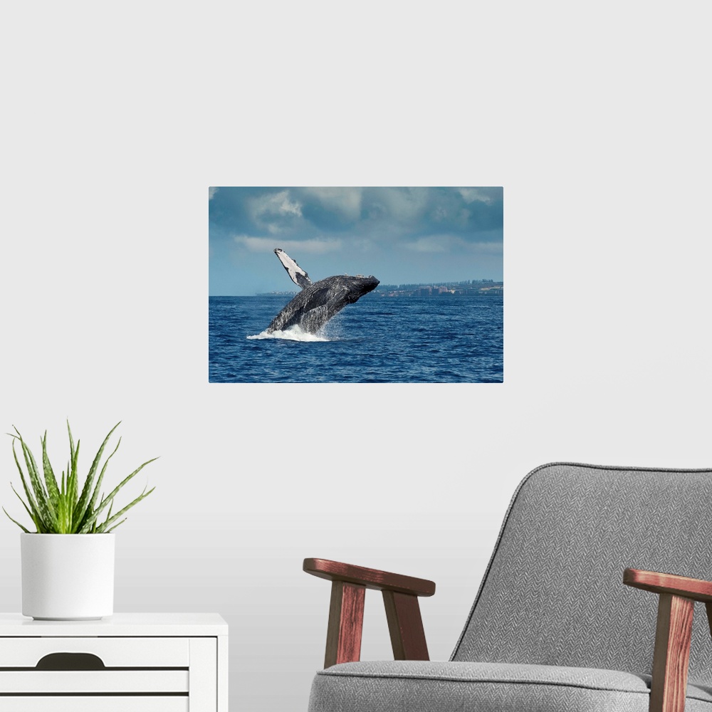 A modern room featuring Humpback Whale breaching, Maui, Hawaii