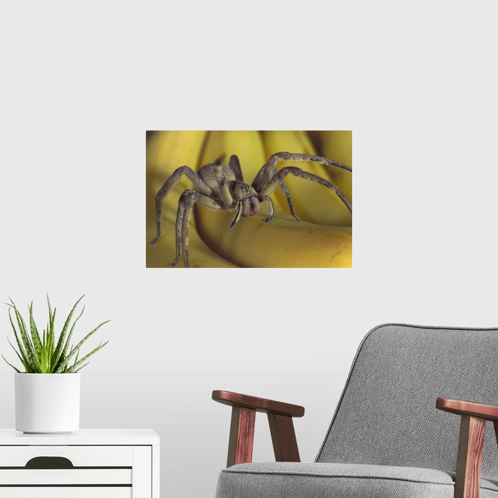 A modern room featuring Hunting Spider or Banana Spider (Cupiennius salei) walking on Bananas, native to Central America