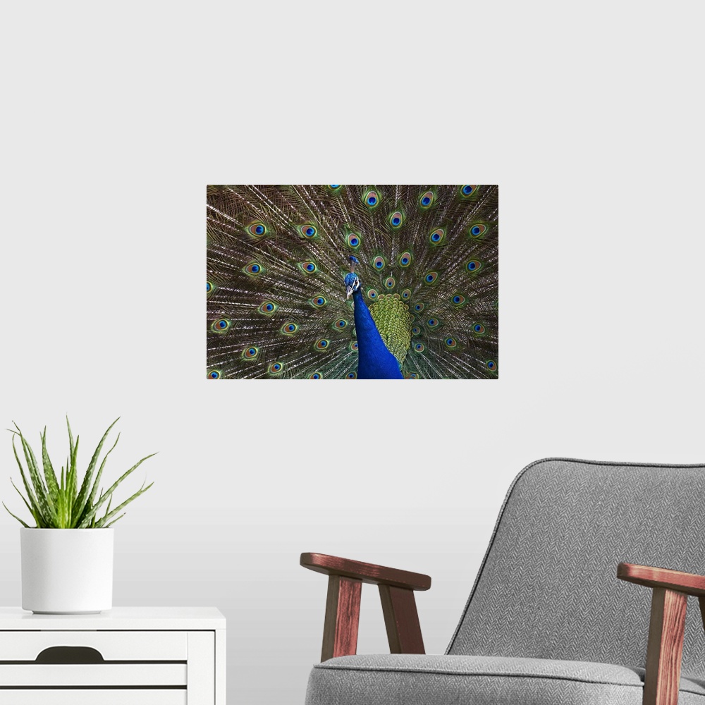 A modern room featuring Indian Peafowl male with tail fanned out in courtship display, native to Asia