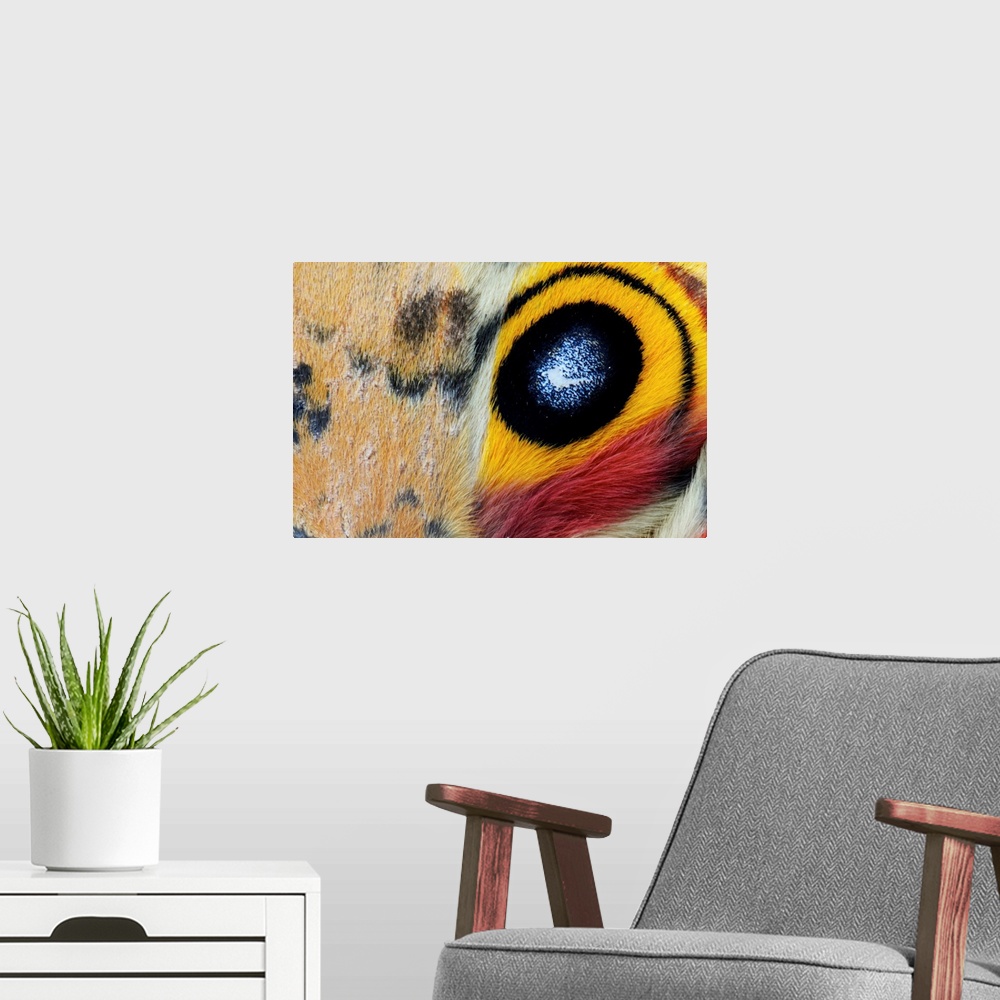 A modern room featuring Io Moth (Automeris io) Wing with Eye-spot, Texas