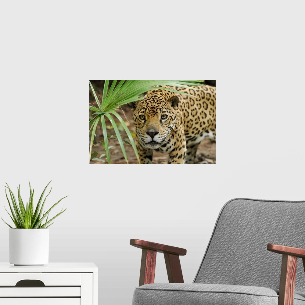 A modern room featuring Jaguar (Panthera onca) peering through brush, Belize