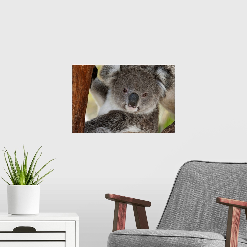 A modern room featuring Koala (Phastolarctos cinereus), Victoria, Australia