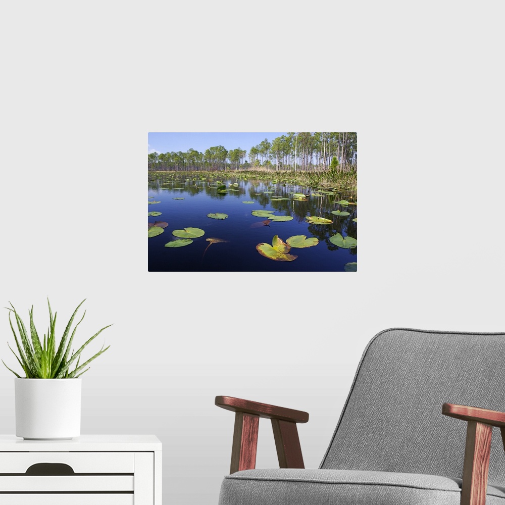 A modern room featuring Lake with lily pads, southern Florida
