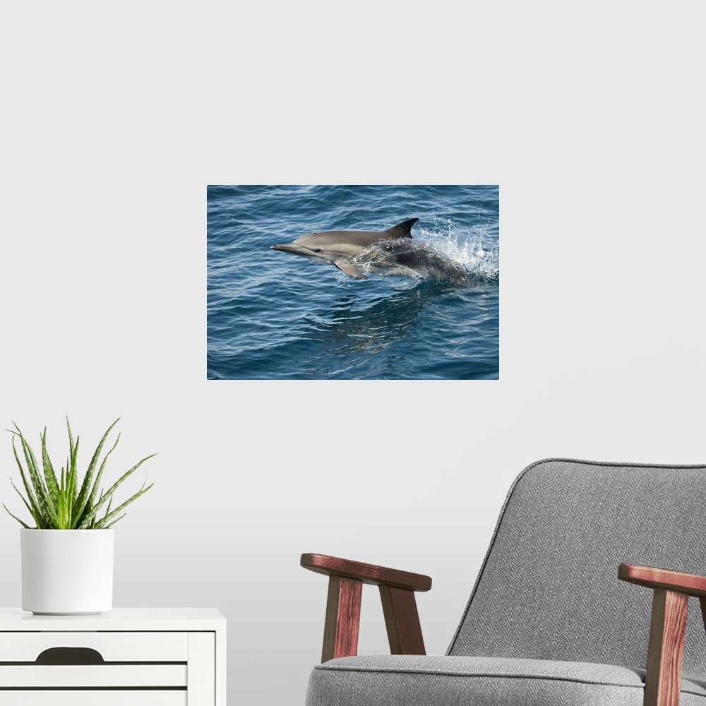 A modern room featuring Long-beaked Common Dolphin jumping, Baja California, Mexico