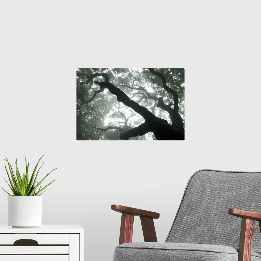 A modern room featuring This large piece is a photograph taken from the ground and looking up through an immense tree. Th...