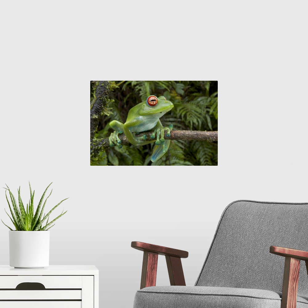 A modern room featuring Malagasy Web-footed Frog (Boophis luteus) clinging to limb, Madagascar