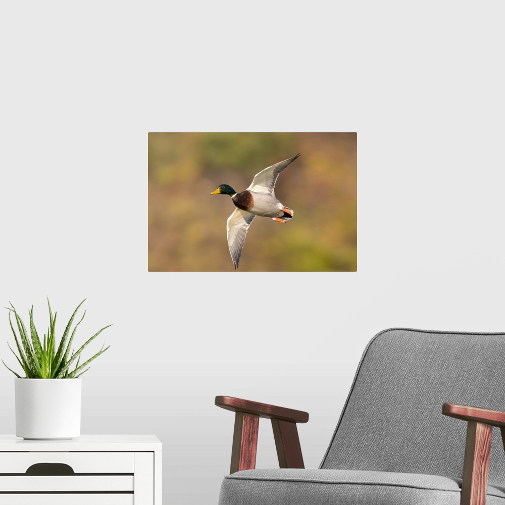 A modern room featuring mallard (Anus platyrhynchos), Flight, Kellogg Bird Sanctuary, MI