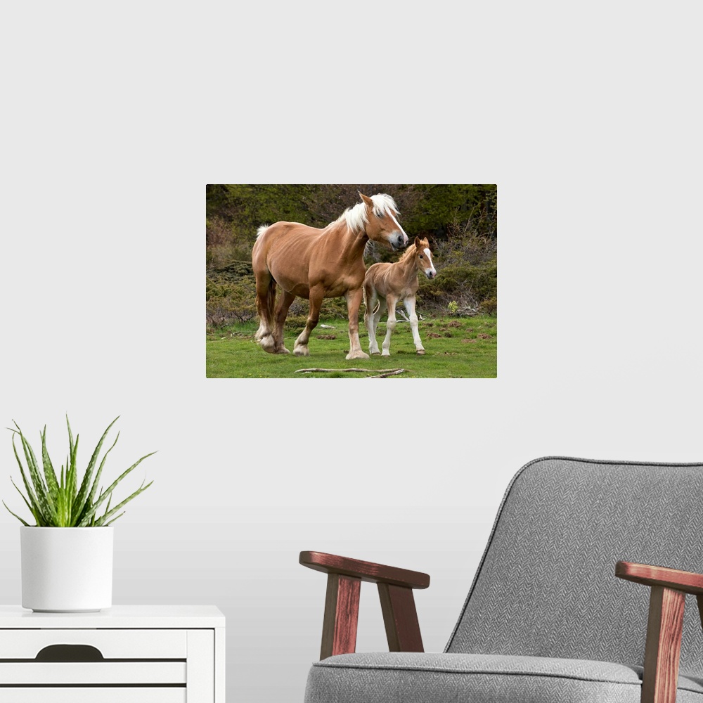 A modern room featuring Mare and Foal in Meadow Pyrenees France