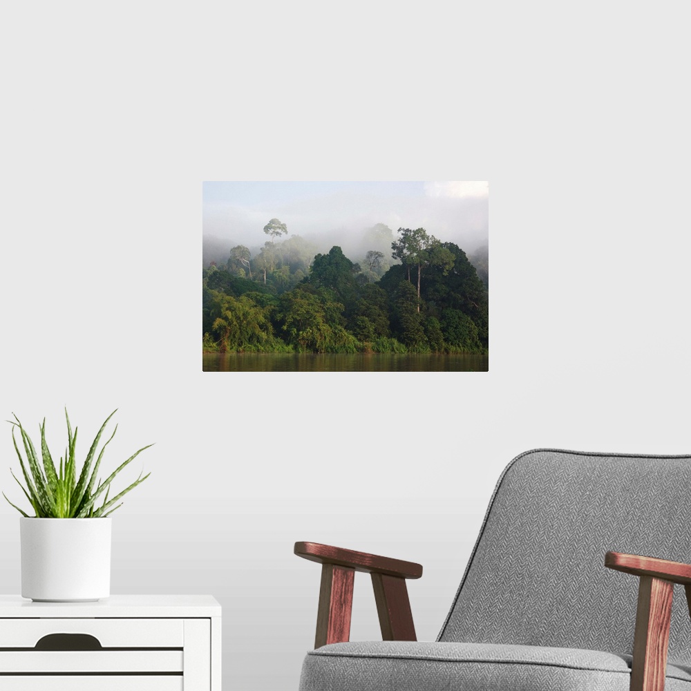 A modern room featuring Misty rainforest along the Kinabatangan River, Sabah, Borneo, Malaysia