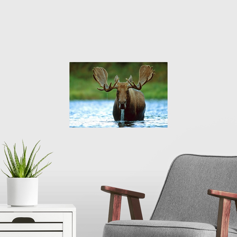 A modern room featuring Moose raising its head while feeding on the bottom of a lake, North America