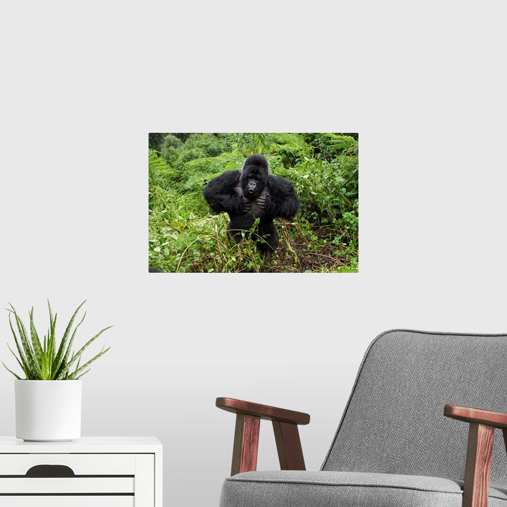 A modern room featuring Mountain Gorilla.Gorilla gorilla beringei.Silverback beating chest.Parc National des Volcans, Rwa...