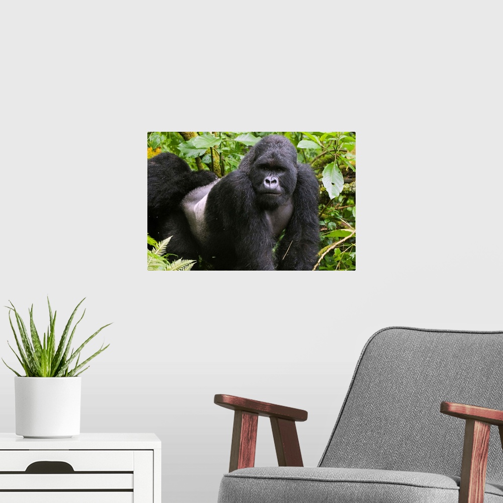 A modern room featuring Mountain Gorilla .Gorilla gorilla beringei.
