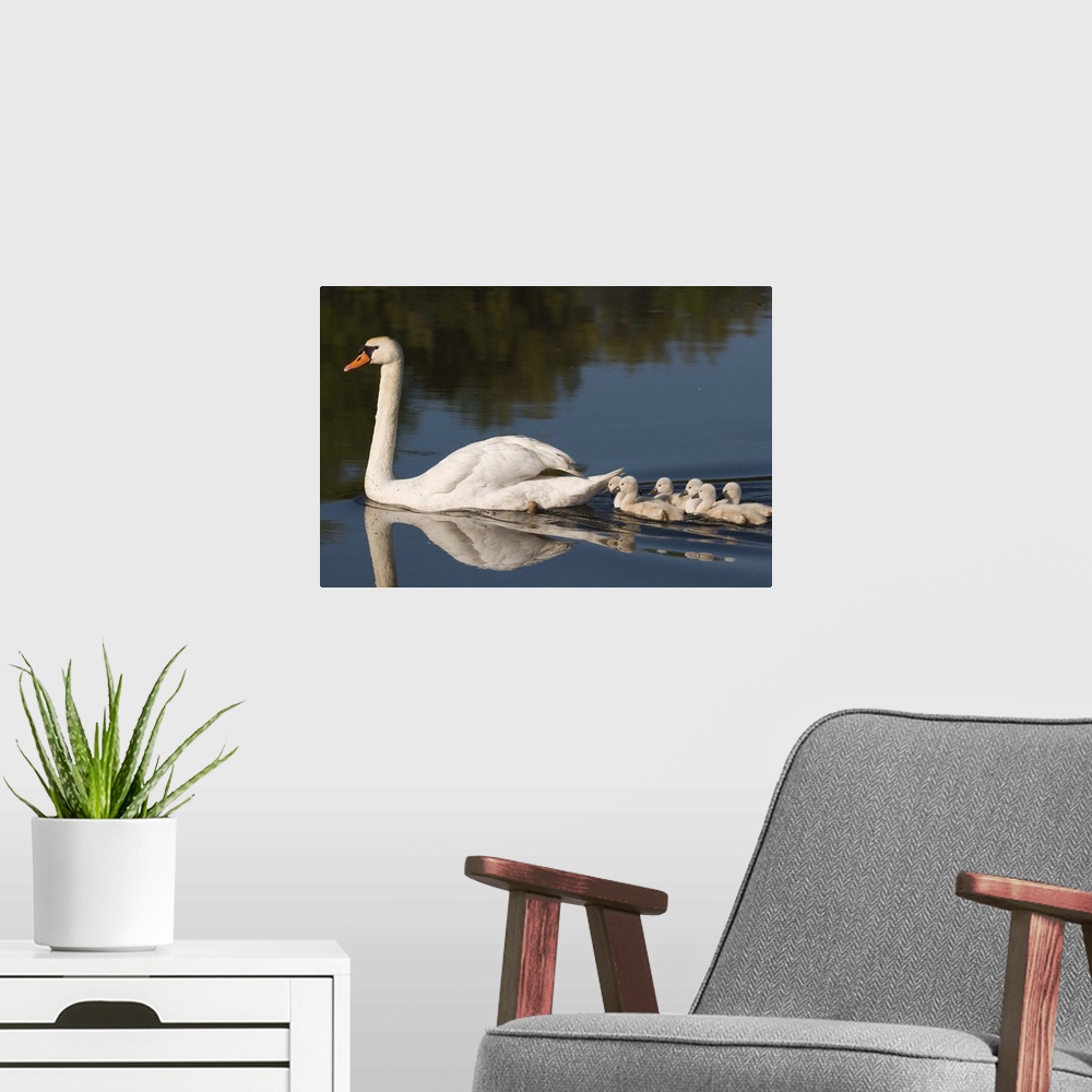 A modern room featuring mute swan (Cygnus olor) swimming with young, Kensington Metro Park, MI