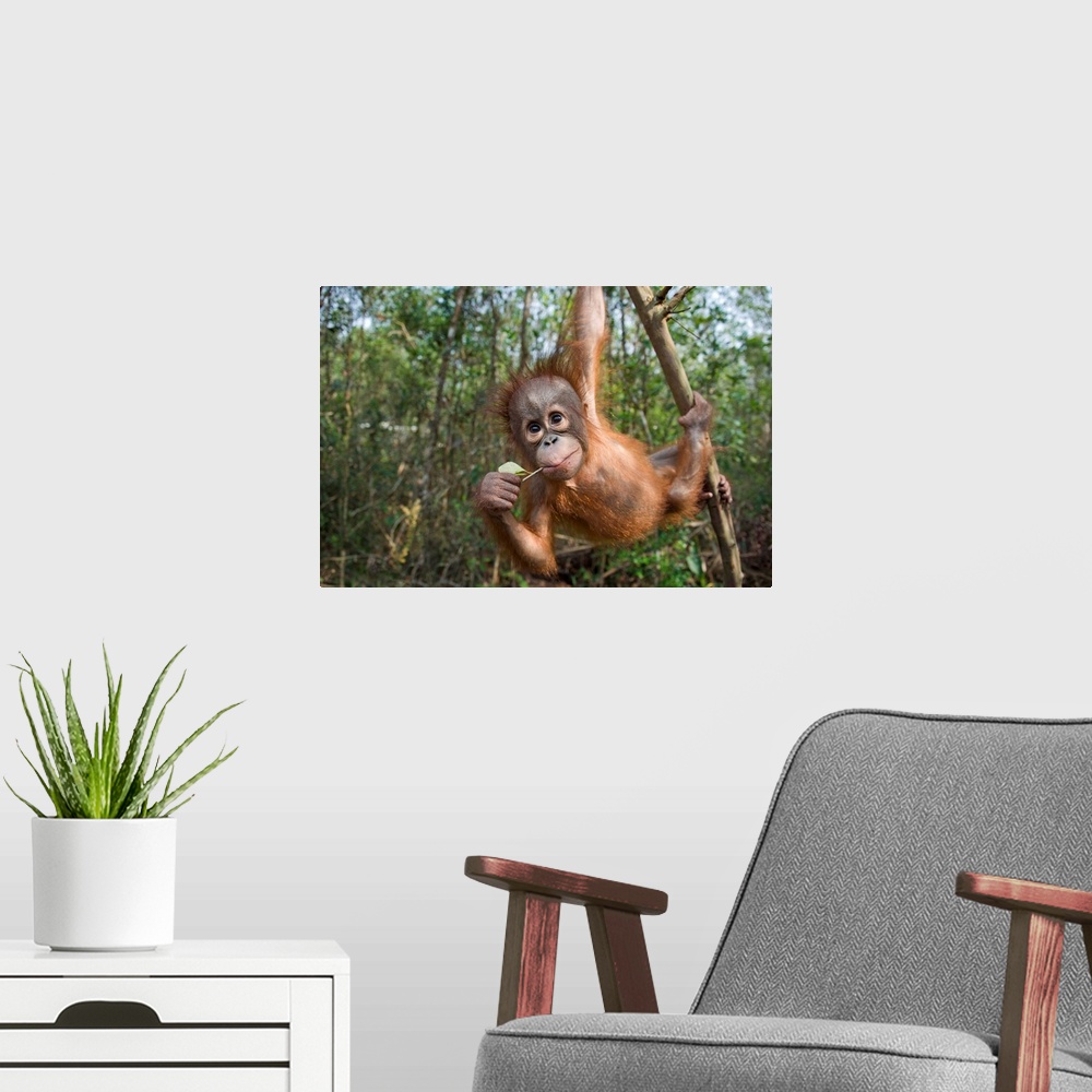 A modern room featuring Orangutan infant playing in tree, Orangutan Care Center, Borneo, Indonesia
