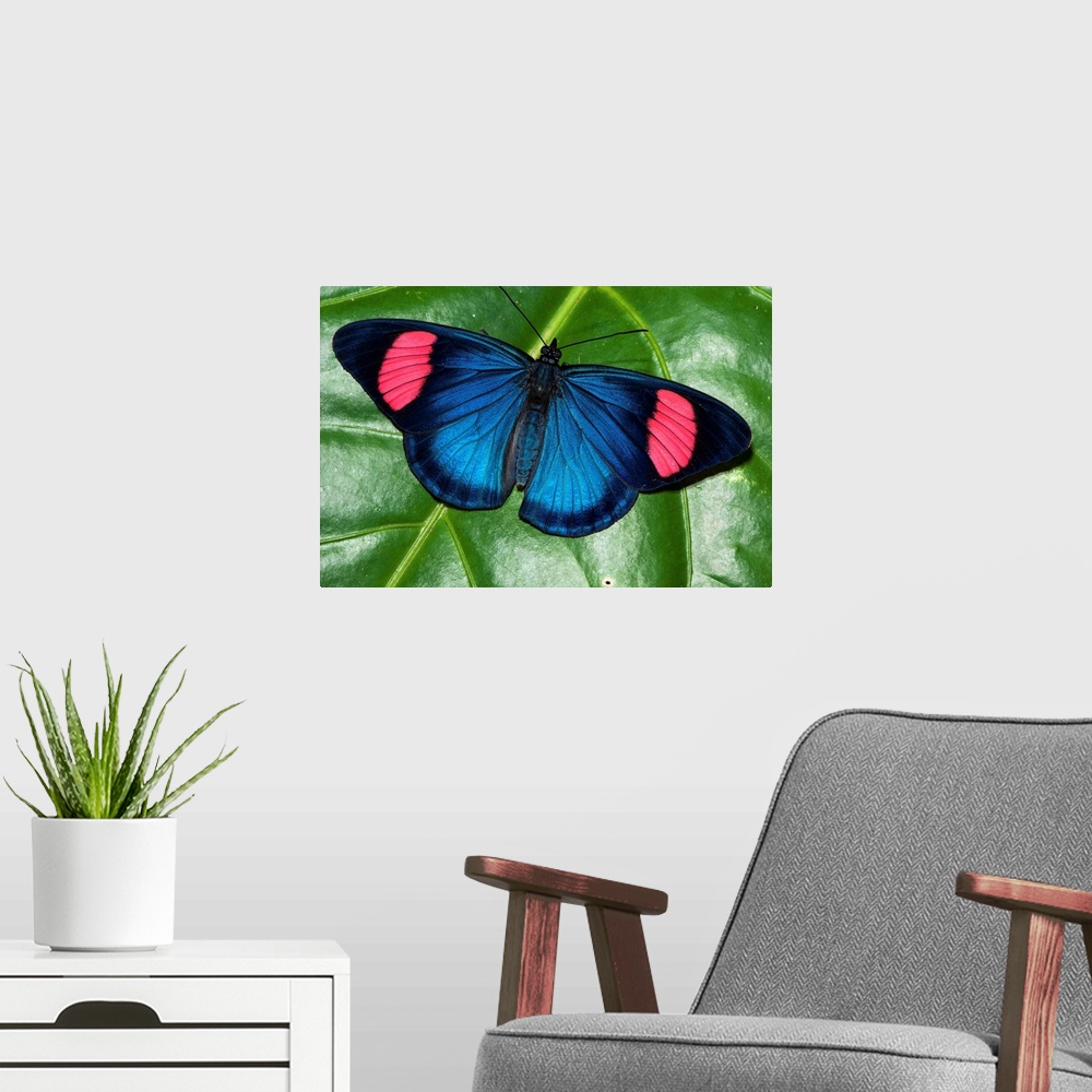 A modern room featuring Painted Beauty butterfly, Yasuni National Park, Amazon, Ecuador