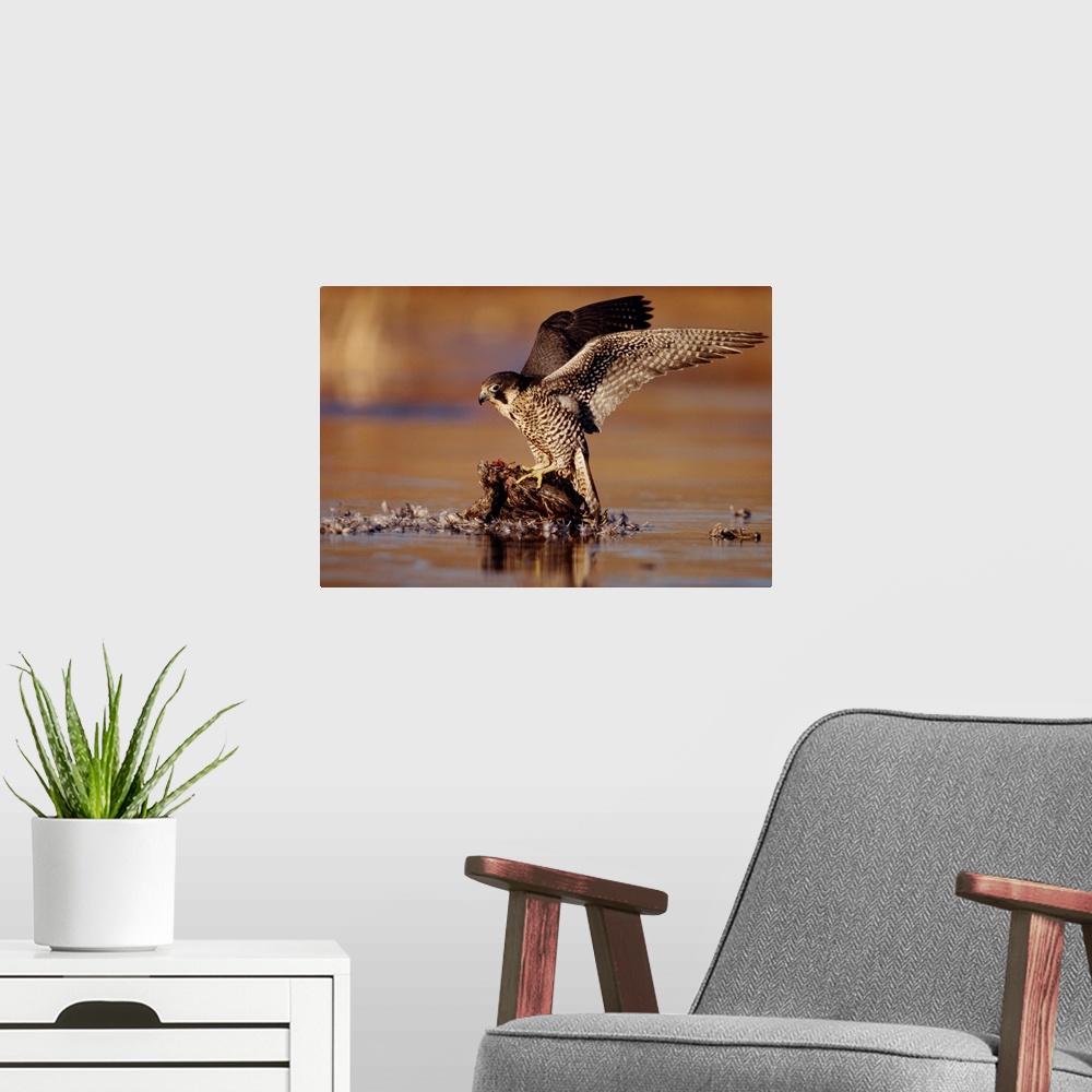 A modern room featuring Peregrine Falcon adult in protective stance standing on downed duck, North America