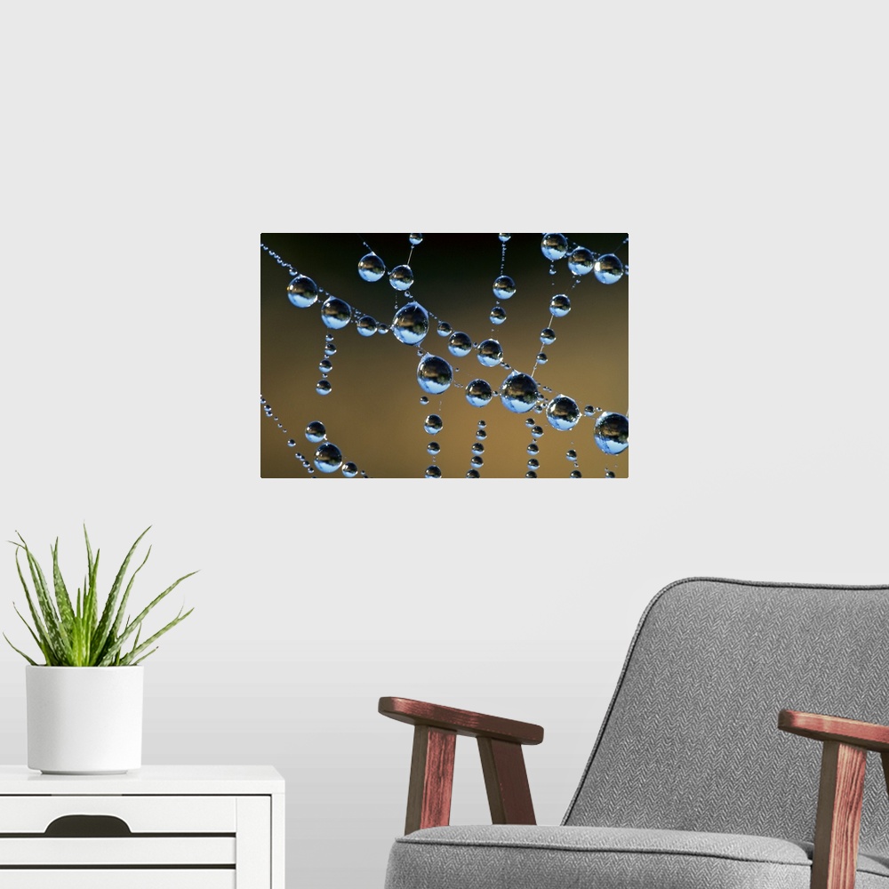 A modern room featuring This horizontal photograph is a close up of beads of water collecting on transparent tendrils of ...