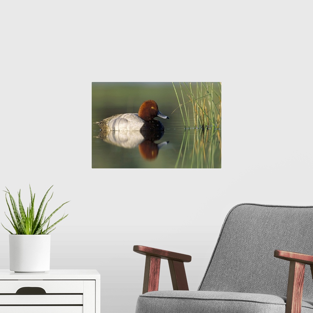 A modern room featuring Redhead Duck (Aythya americana) male, portrait, Moses Lake, Washington