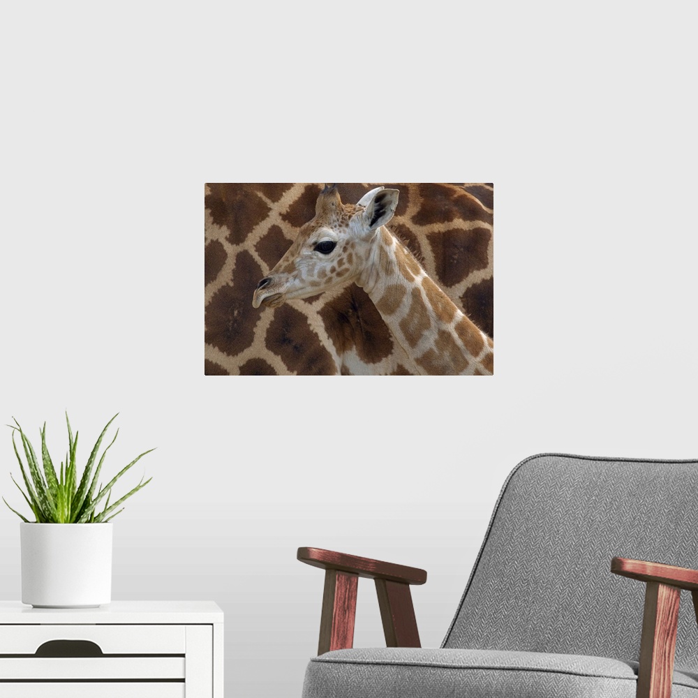 A modern room featuring Rothschild Giraffe (Giraffa camelopardalis rothschildi) calf, native to Africa