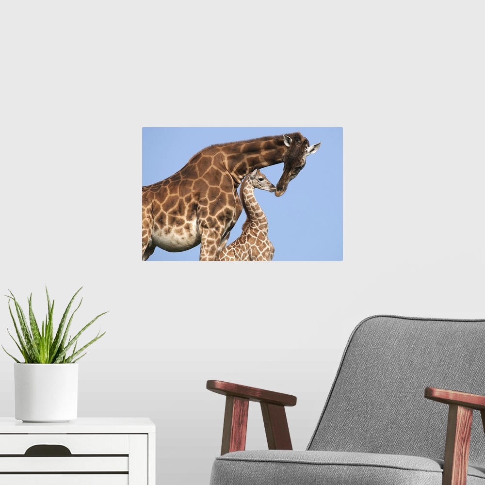 A modern room featuring Rothschild Giraffe (Giraffa camelopardalis rothschildi) mother and calf, Africa