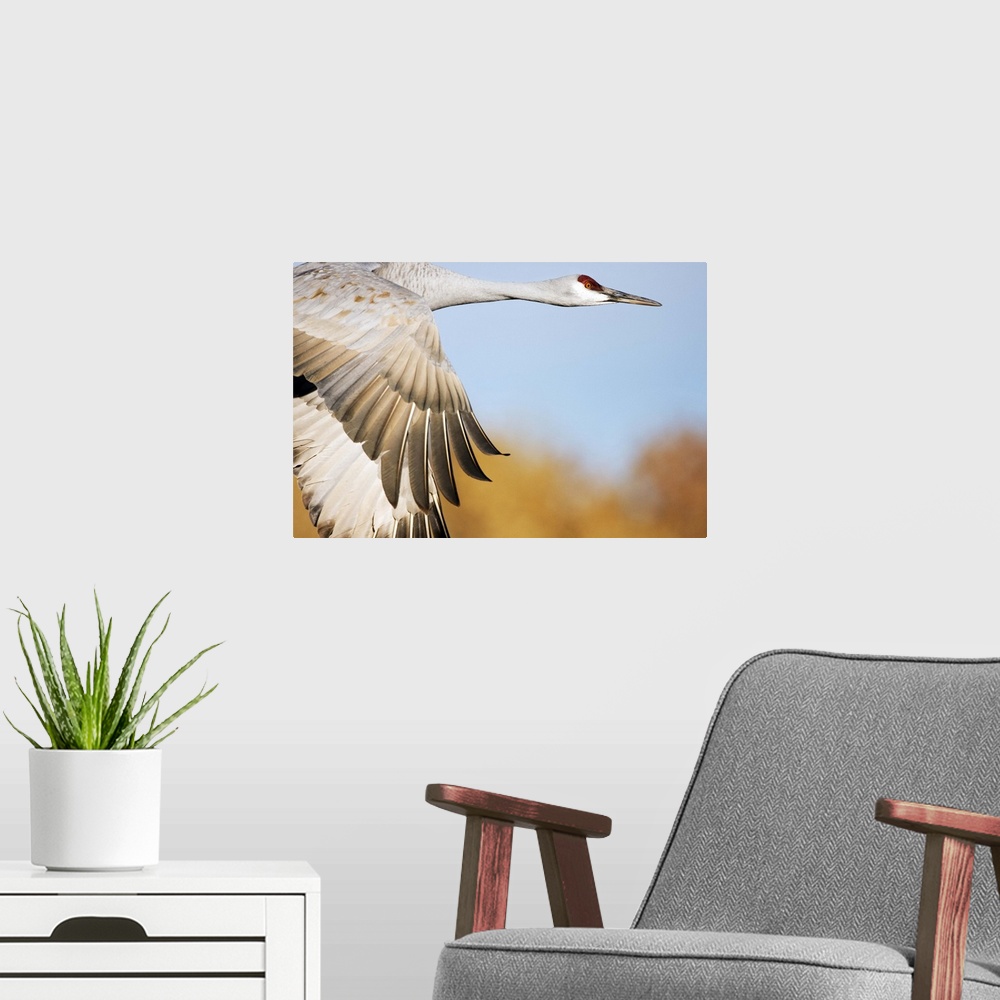 A modern room featuring Sandhill Crane flying, Bosque del Apache National Wildlife Refuge, New Mexico