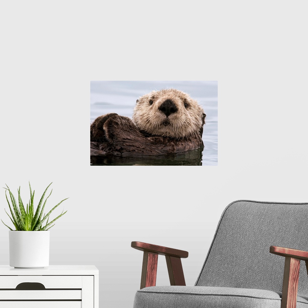 A modern room featuring Sea Otter, Elkhorn Slough, Monterey Bay, California