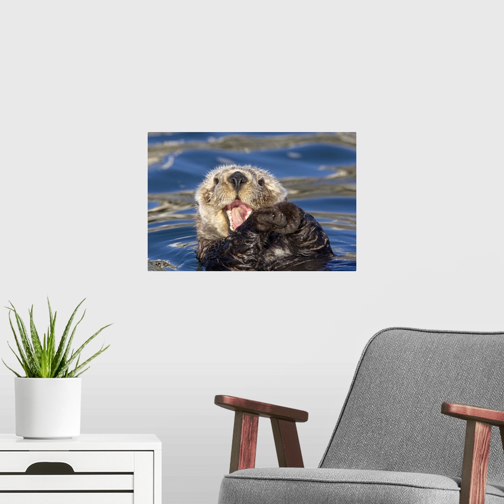 A modern room featuring Sea Otter (Enhydra lutris) yawning, Monterey Bay, California