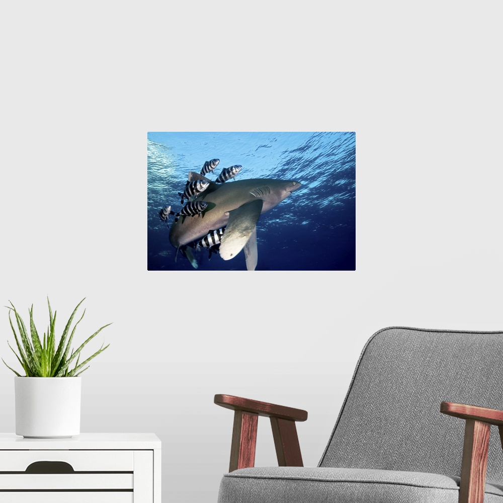 A modern room featuring Shark swimming close to the water surface