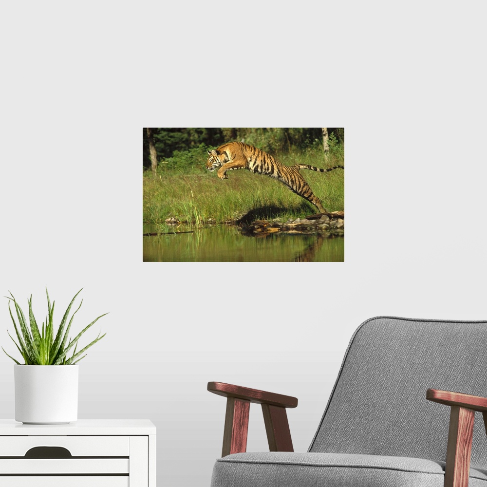 A modern room featuring Siberian Tiger (Panthera tigris altaica) leaping across river, Asia