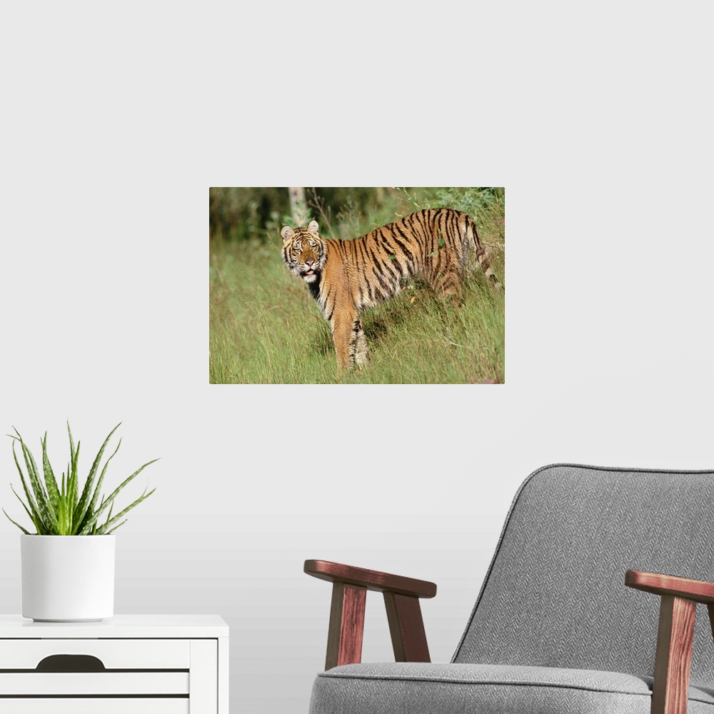 A modern room featuring Siberian Tiger (Panthera tigris altaica) standing in green grass