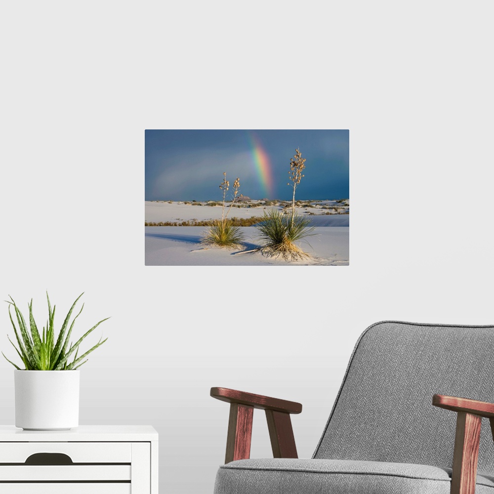 A modern room featuring Soaptree Yucca and rainbow, White Sands National Monument, New Mexico