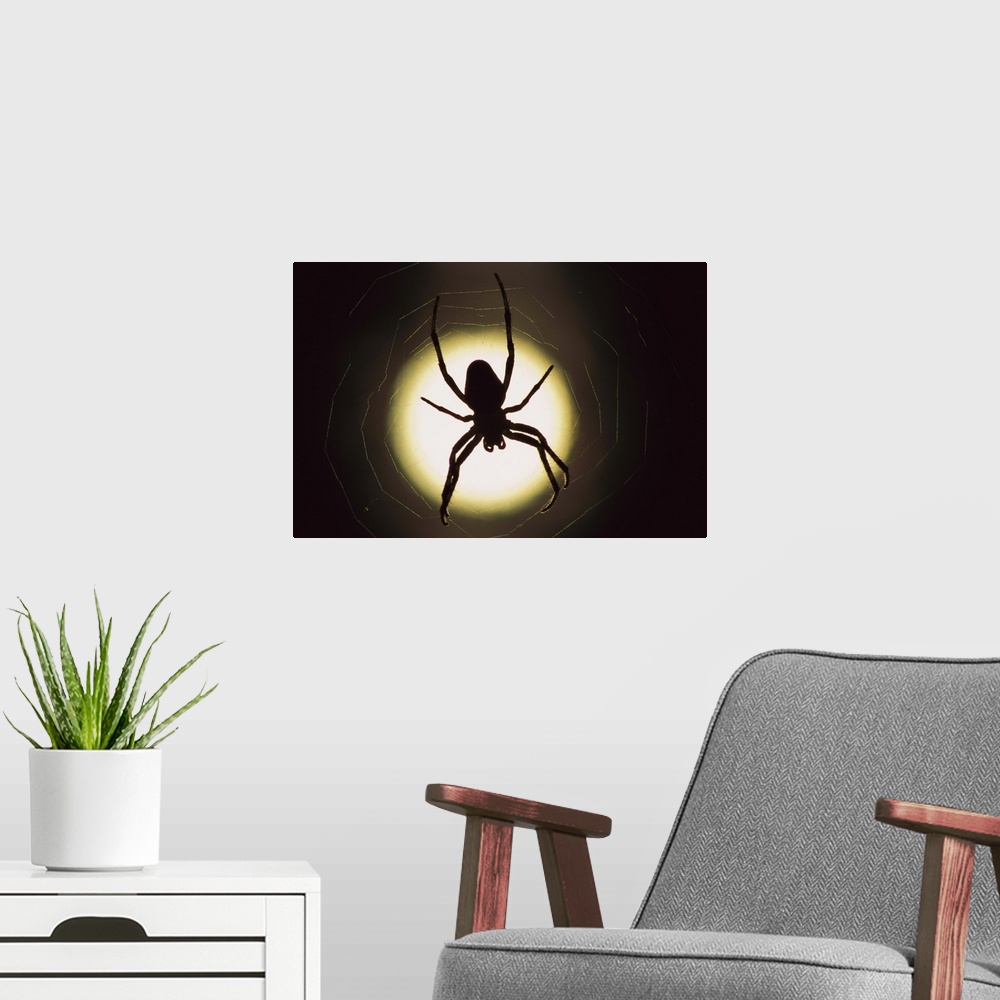 A modern room featuring Spider (Araneus sp) silhouetted in its web, native to Europe