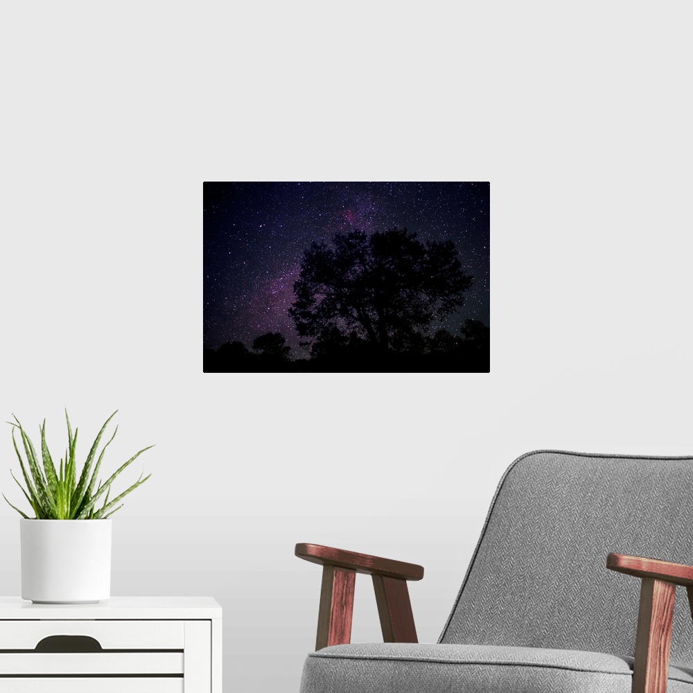 A modern room featuring Starry sky with silhouetted Oak tree