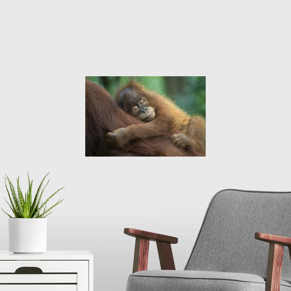 A modern room featuring Sumatran OrangutanPongo abelii2.5 year old baby sleeping on motherNorth Sumatra, Indonesia*Critic...