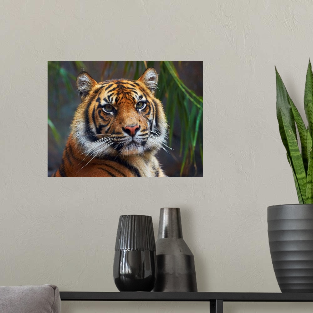 A modern room featuring Sumatran Tiger (Panthera tigris sumatrae), Toronga Zoo, Sydney, New South Wales, Australia.