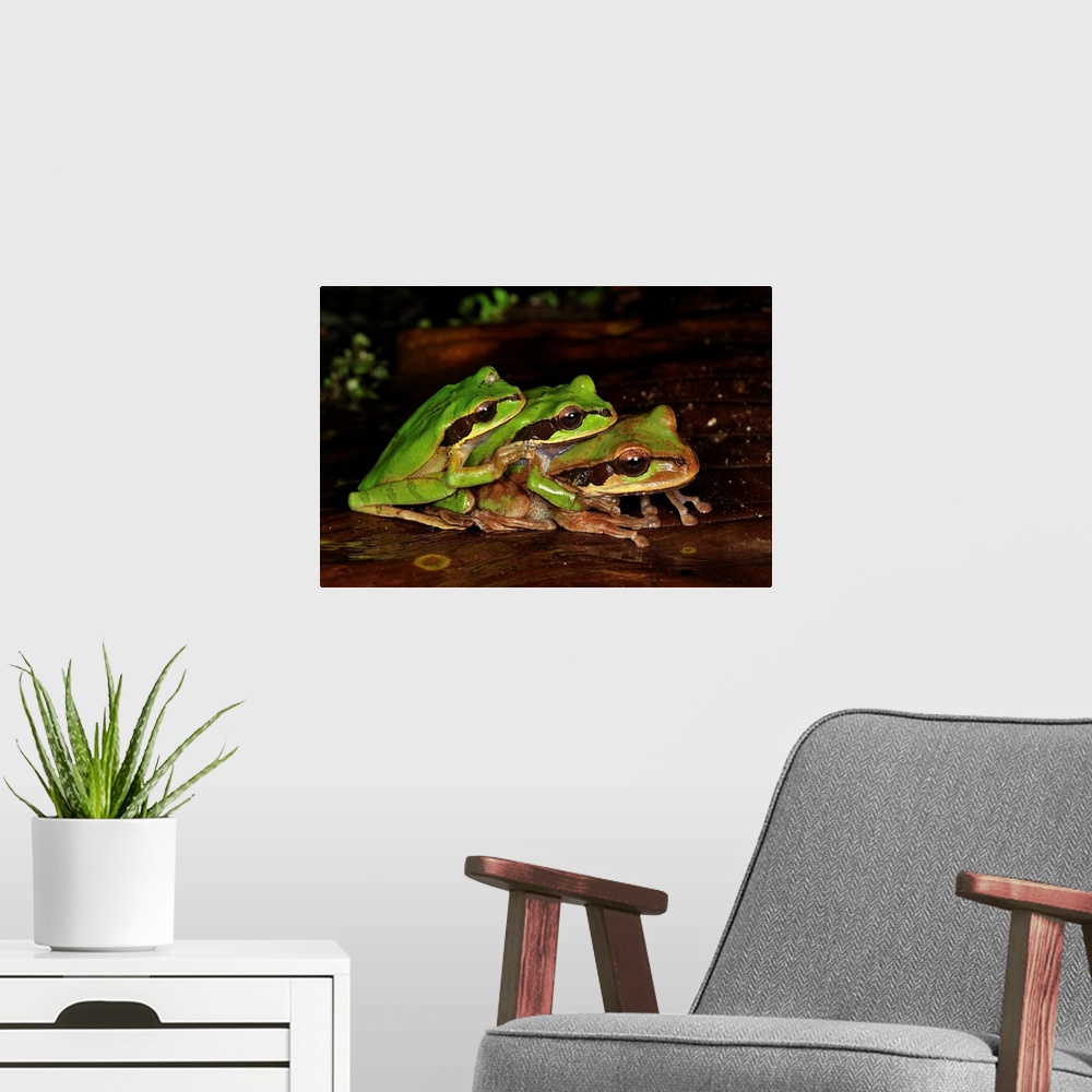 A modern room featuring Tarraco Treefrog trio in amplexus, Piedras Blancas National Park, Costa Rica