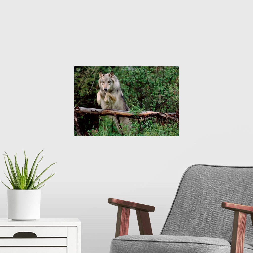 A modern room featuring Timber Wolf (Canis lupus) leaping over fallen log, North America