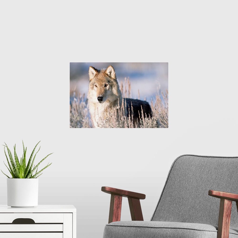 A modern room featuring Timber Wolf (Canis lupus) portrait, North America