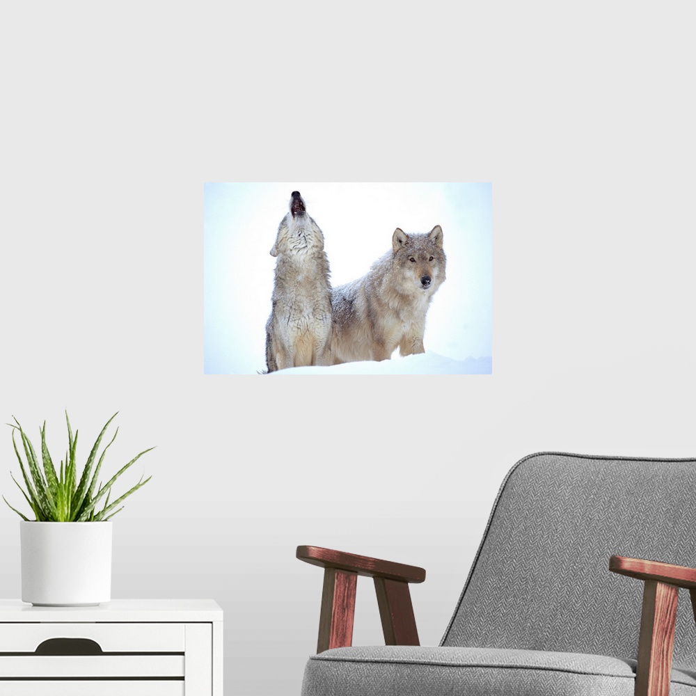 A modern room featuring Timber Wolves (Canis lupus) close-up portrait of pair howling in snow, North America
