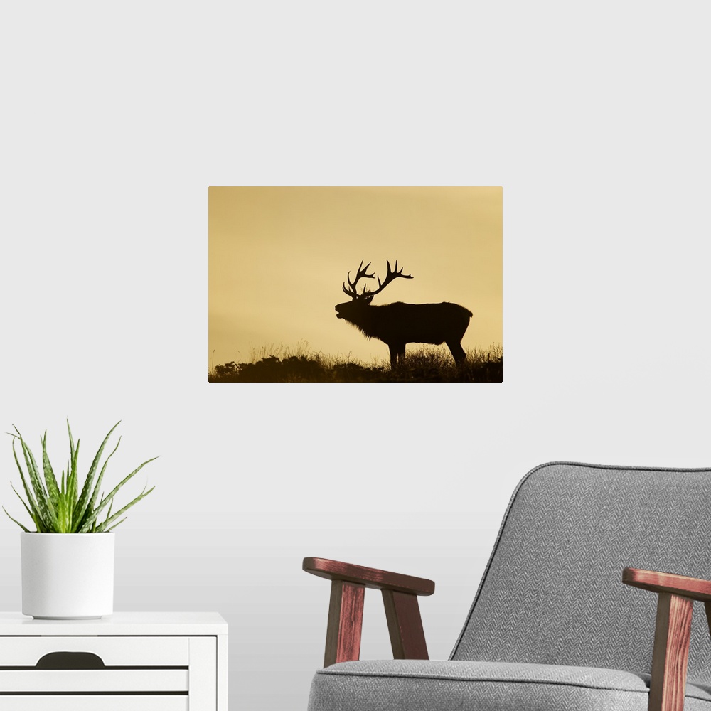 A modern room featuring Tule Elk dominant bull bugling during rut at sunrise, California