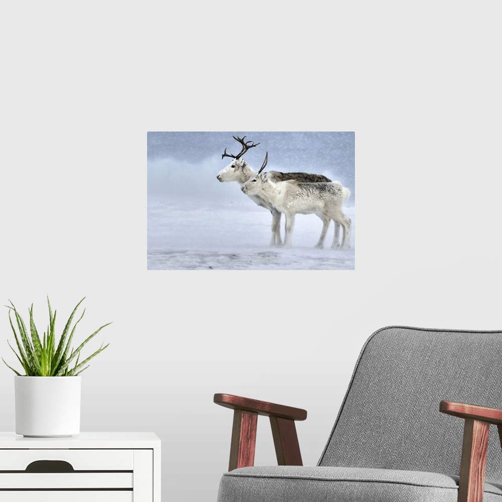 A modern room featuring Two Reindeer during a blizzard