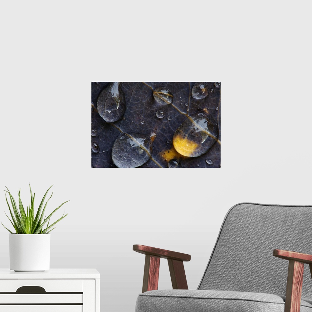 A modern room featuring Photograph taken very closely of large water droplets that hang onto a dark leaf.