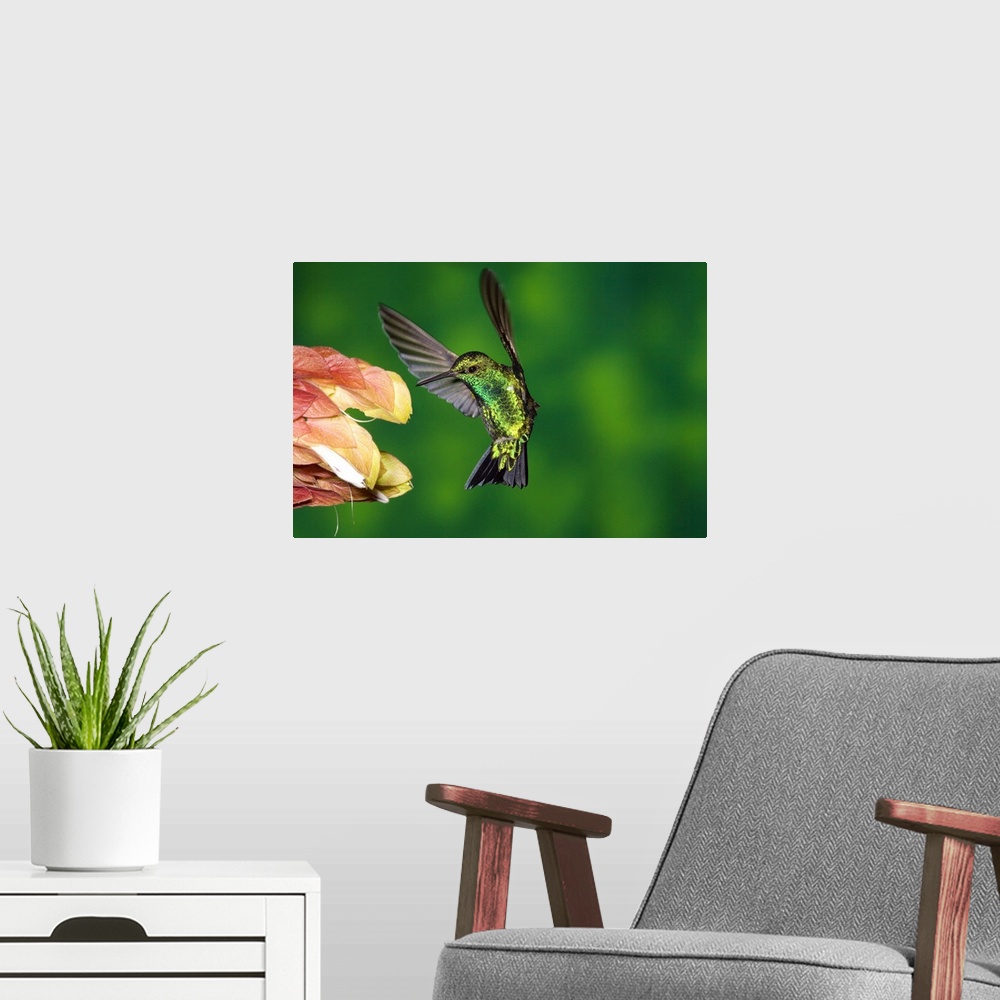 A modern room featuring Western Emerald hummingbird feeding on flower, Andes, Ecuador